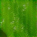 A leaf with water droplets